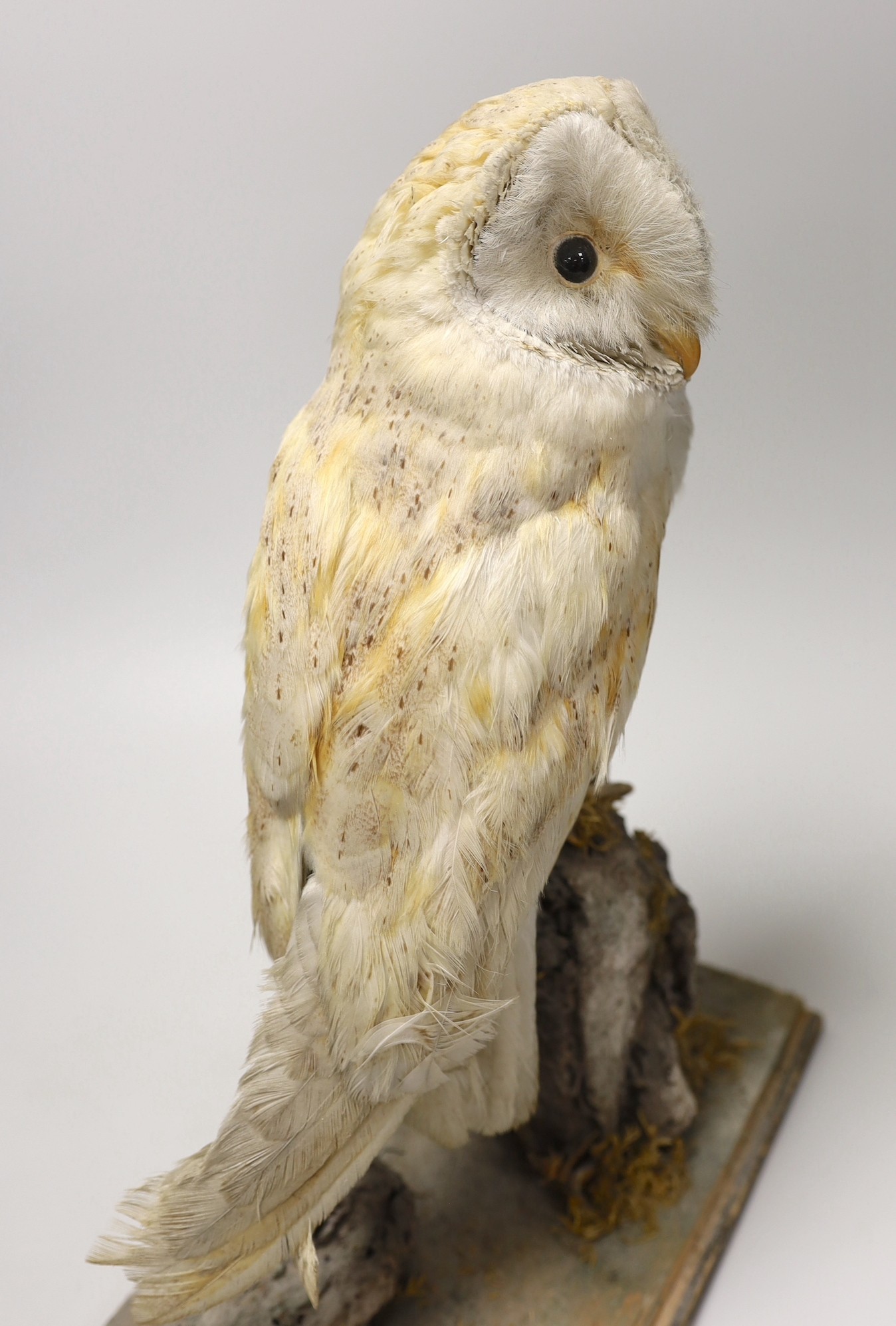 A taxidermy barn owl, 36cm